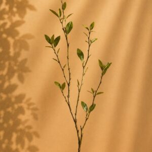 WinQ zijdebloem betula small